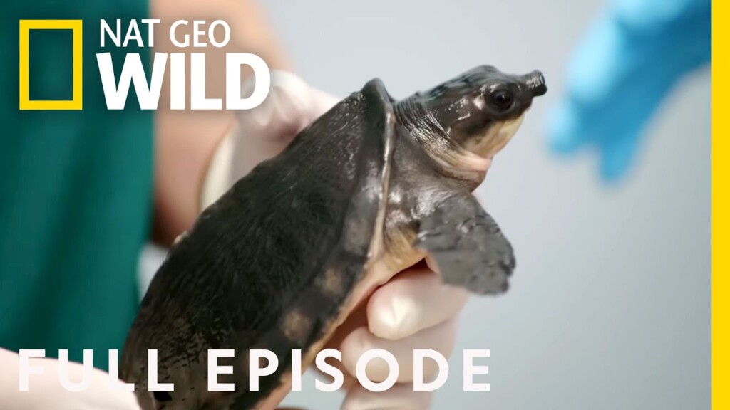 Bearded Dragons, Pig-Nosed Turtles, and No Bird Left Behind (Full Episode) | Critter Fixers