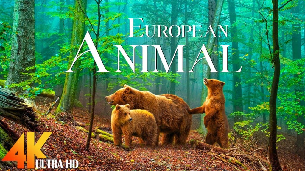 Animals of Europe 4K - Scenic Wildlife Film With Calming Music