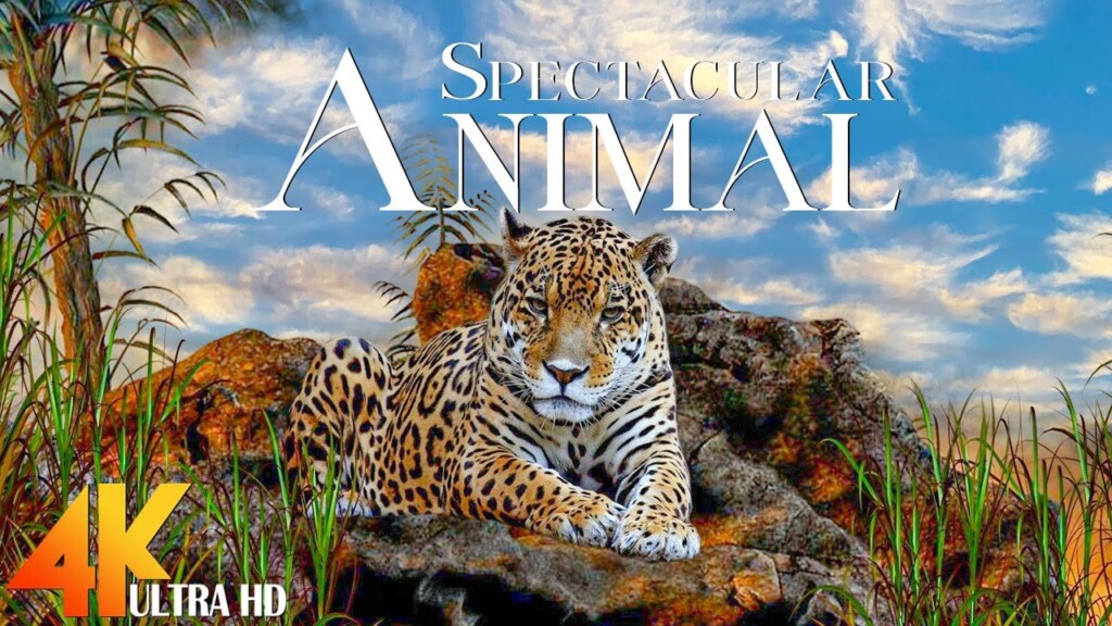 Wild Animals 4K - Relax With Wildlife Film On Soothing Piano Music To Relieve Stress