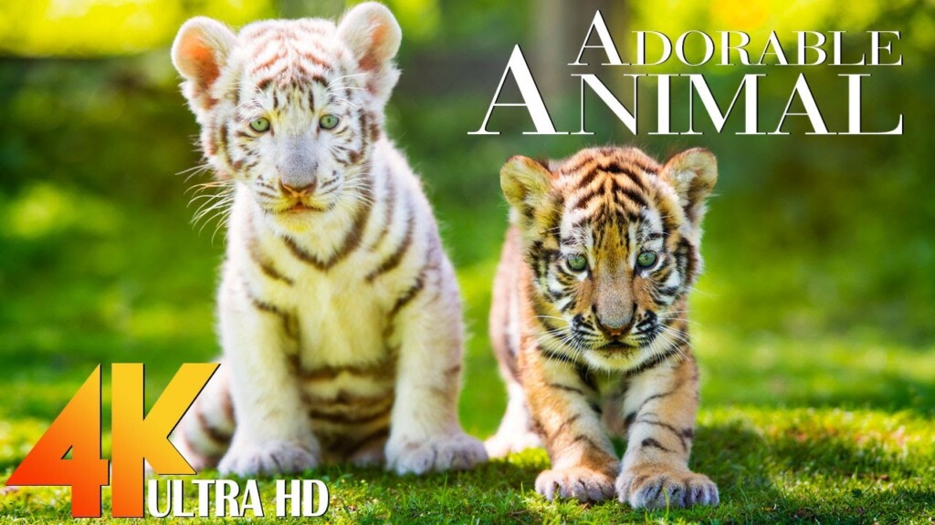 Baby Animals 4K - Explore The World of Wild Young Animals with Relaxing Healing Music