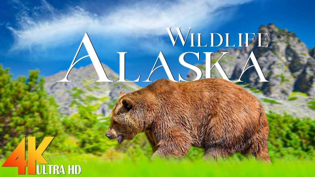 Alaska 4K - Scenic Relaxation Film Wildlife With Calming Music