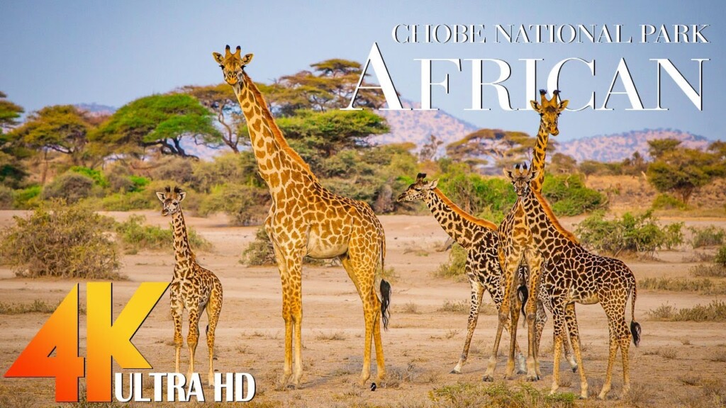 African Animals 4K - The Best Survive the Wild of Khama Sanctuary With Calming Music