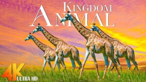 Animal Kingdom 4K - Relaxing Music With Video About African Wildlife - Animals of the World 4K