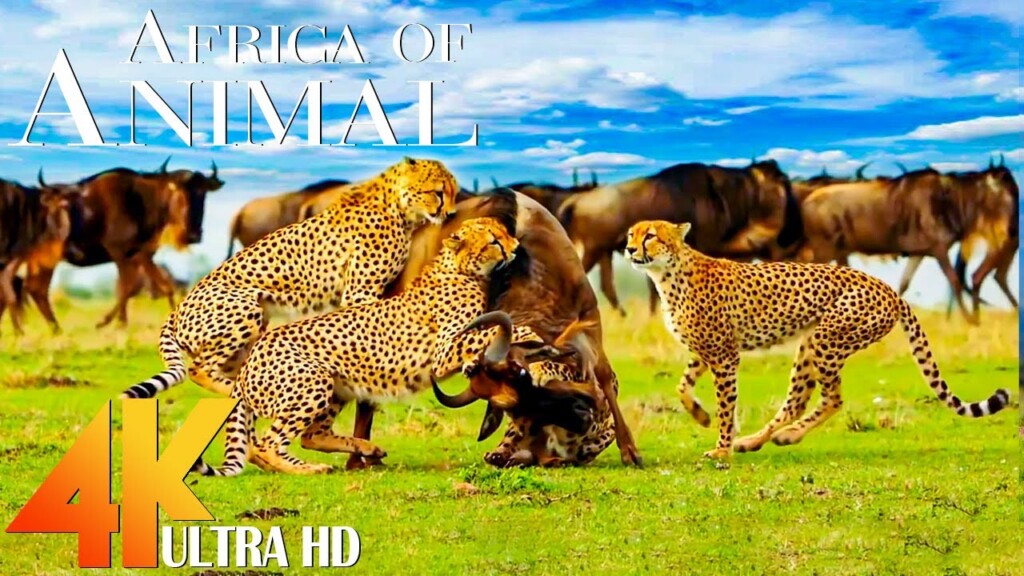 Beautiful World of Animals in 4K: Discover the Mesmerizing Nature Wonders - Relaxing Animals 4K