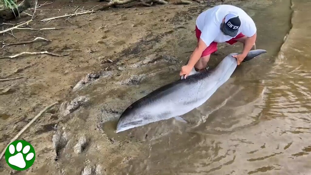 Man Saves Dolphin Stuck in Mud