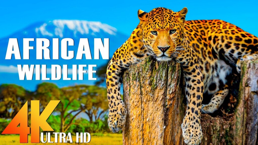 Nature Wildlife in 4K: Amazing Animal Videos Filmed In High Definition - (4K Video Ultra HD)