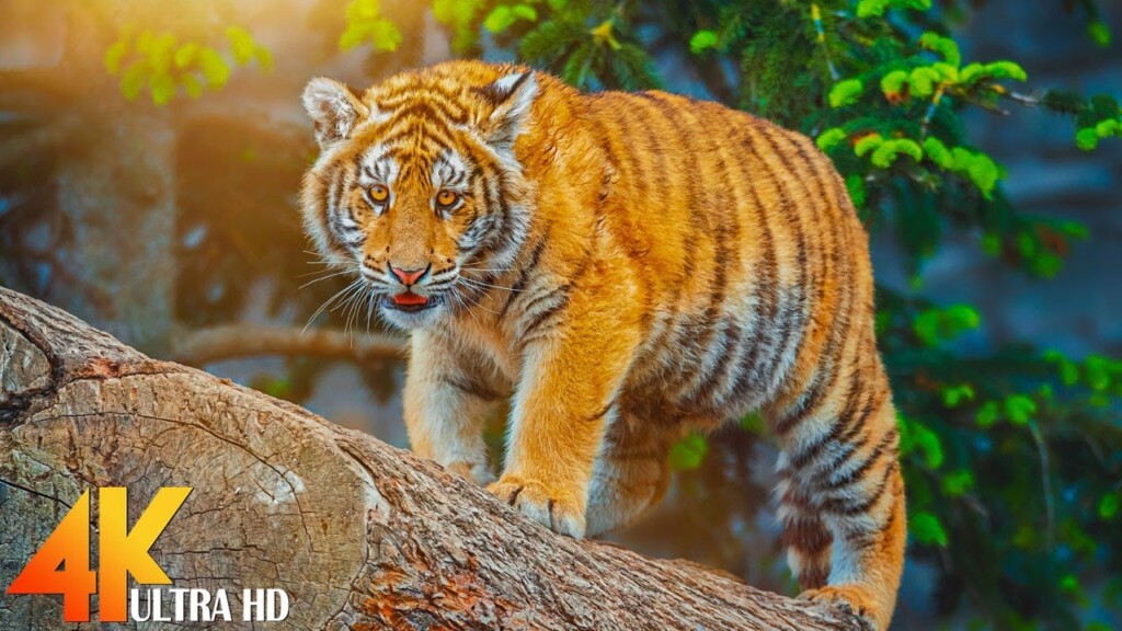 Wild Animals In 4K Ultra HD: Captivating Animal Videos In Ultra HD with Calming Music