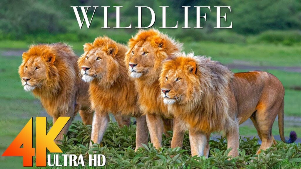 Wild Animals 4K - Relaxing 4k Ultra Hd Wildlife Videos With Animal 4K | 4K Relaxing - Wild Animals