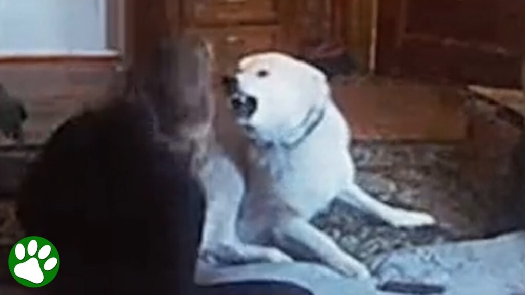 Terrified wolf dog learns to trust