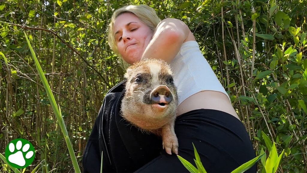 Woman finds tiny piglet hiding the bushes