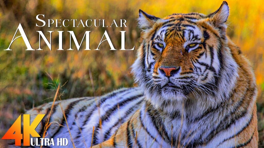 Beautiful World of Animals in 4K: Discover the Mesmerizing Nature Wonders