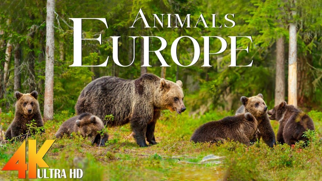 Animals 4K - Discover Europe Wild Nature - Scenic Wildlife Film With Stress Relief Music