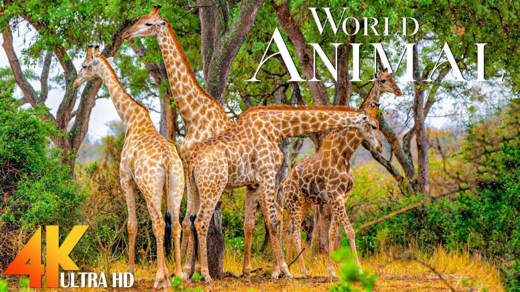 Wild Animals 4K - The Harmony Between Nature And Animals - Wildlife Landscape