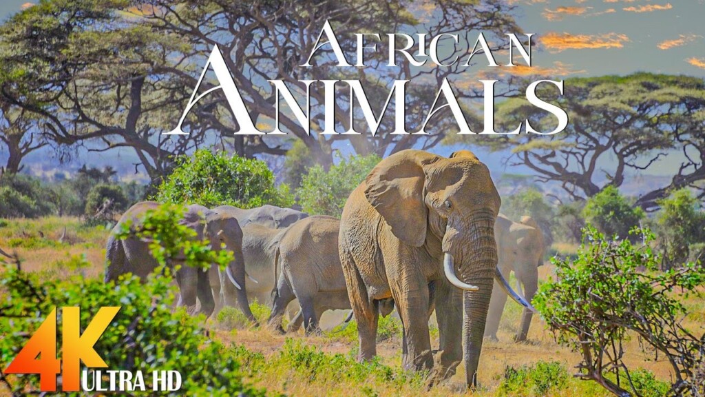 Animals 4K - African wildlife collection in 4K - Scenic Wildlife Film With Calming Music