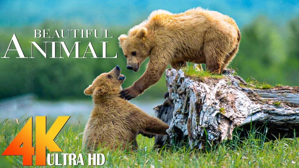 4K Wildlife Video - Beautiful Wildlife With Real Sounds - 4K Video Ultra HD