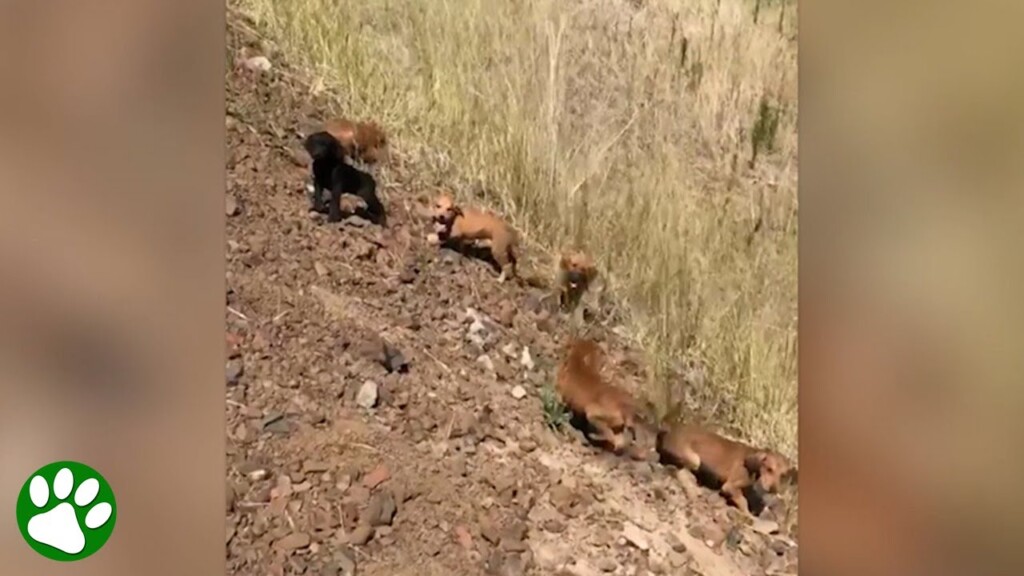 Man is ambushed by 7 homeless puppies