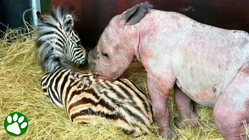 Orphaned baby rhino and zebra strikes beautiful friendship