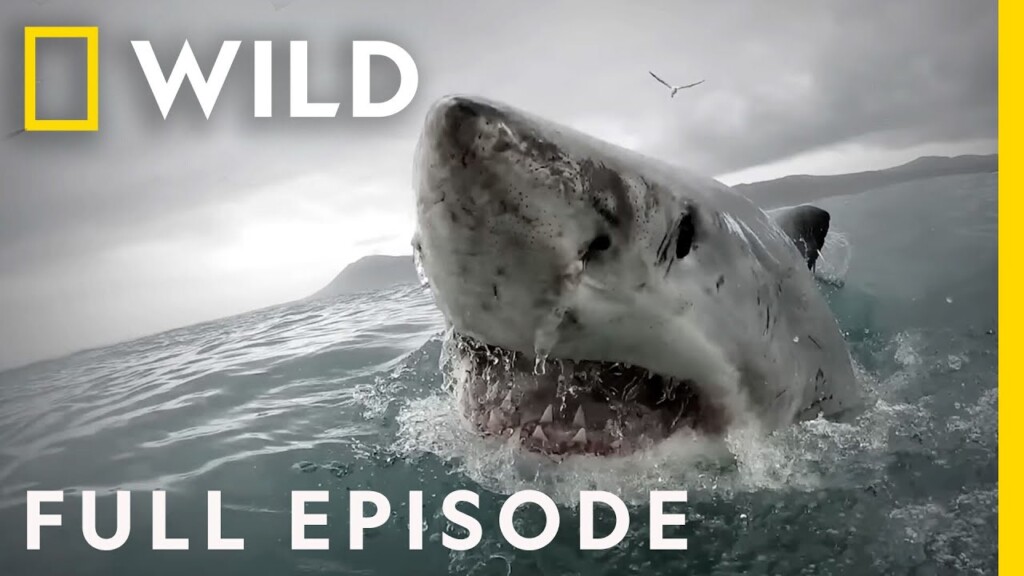 Shark Bite: Unlucky Encounters (Full Episode) | When Sharks Attack