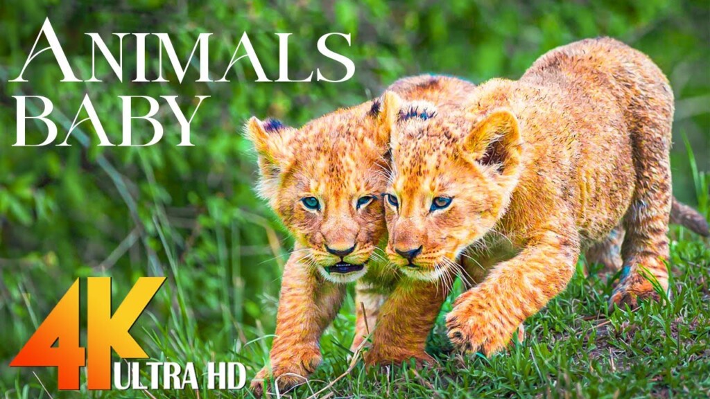 Cute Baby Animals 4K UltraHD - Relaxation Film with Beautiful Piano Music