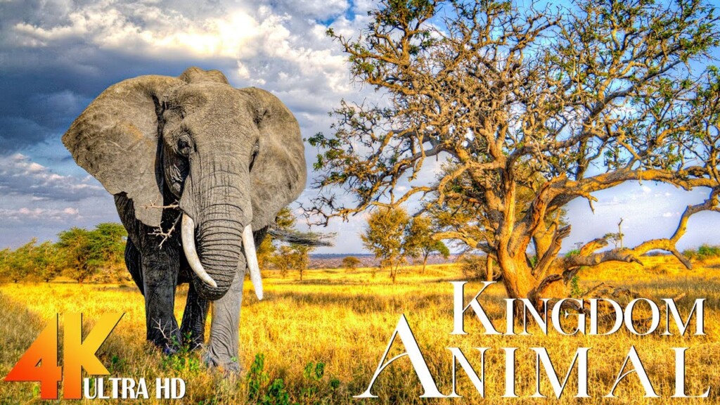 Wild Animals 4K - Discover Botswana Wild Nature - Scenic Wildlife Film With Stress Relief Music