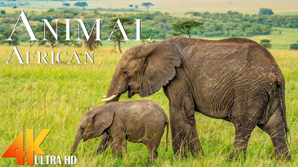 Wild Animals 4K - Relaxing 4K ULTRA HD Wildlife Videos with Animal 4K