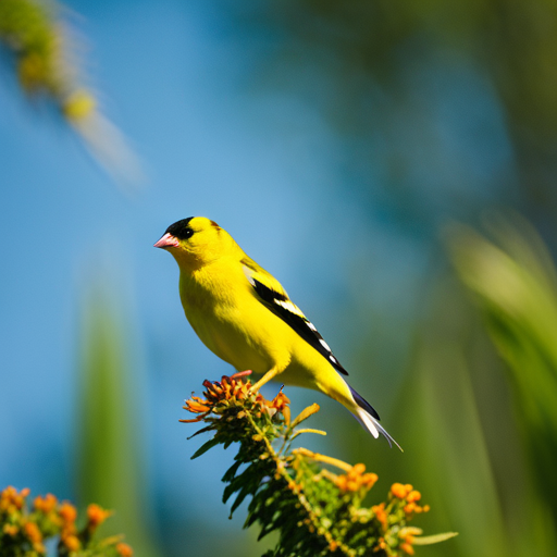 An image capturing the exquisite beauty of an American Goldfinch as it gracefully soars through a clear blue sky, showcasing its vibrant yellow plumage and distinctive black wings, while surrounded by a backdrop of lush greenery