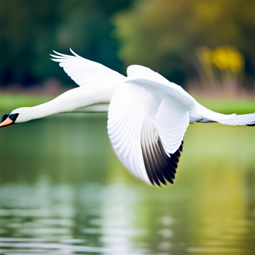 An image capturing the magnificent Mute Swan in flight, showcasing its impressive wingspan, graceful white feathers, and powerful physique, symbolizing its status as the heaviest flying bird