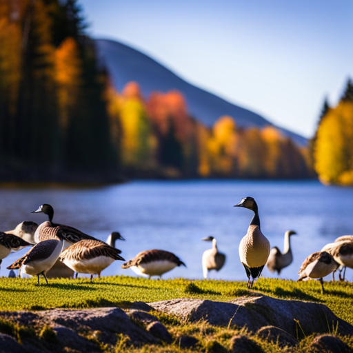 An image depicting a serene landscape of Canadian geese freely roaming in a lush meadow, symbolizing the importance of ethical down in Canada Goose products