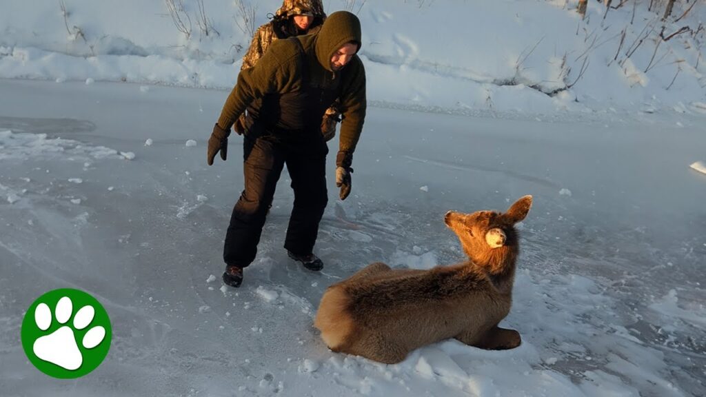 Beautiful elk saved from the ice