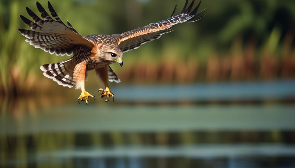 red shouldered hawk behavior and characteristics